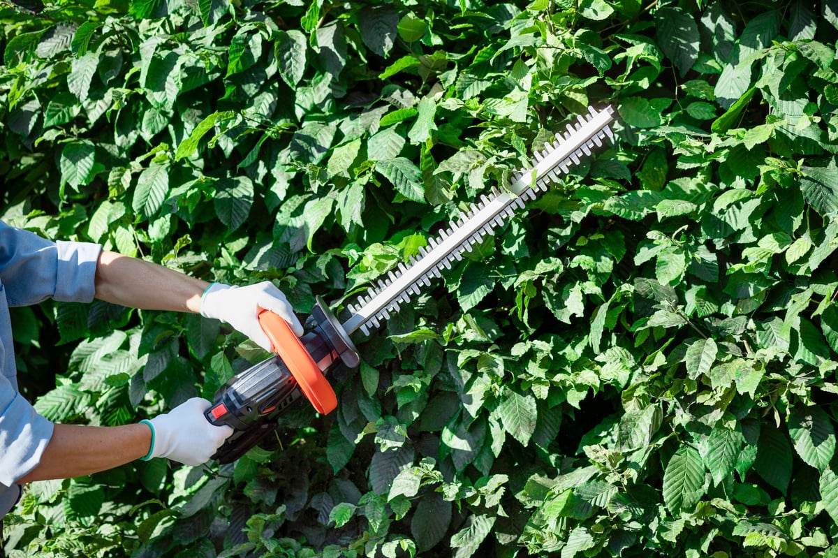 Hedge Trimming with Cordless Trimmer
